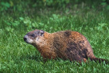 Groundhog 13557