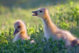 Goslings In The Grass 20080528