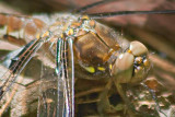 Dragonfly Closeup 13638