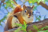 Red Squirrel In A Tree 13630