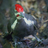 Pileated Woodpecker 13950