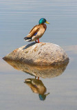 Duck On A Rock 13900