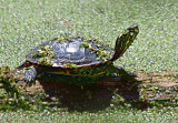 Turtle On A Log 13983