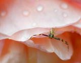 Little Spider On A Pink Flower 14159