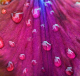 Raindrops On A Purple Iris Petal 14154