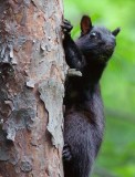Black Squirrel 14496