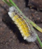 Yellow & White Caterpillar 14350