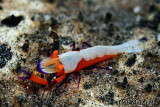 DSC_0991.jpg