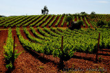 DSC_1783 copy.jpg