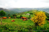 DSC_1949 copy.jpg
