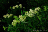 DSC_2031 copy.jpg