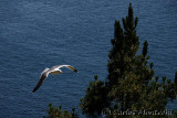 DSC_2697 copy.jpg