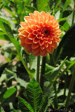 IMG_8963.jpg