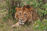 lion_7648.jpg