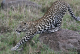 leopard_8026.jpg