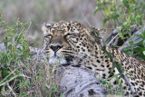 Leopard_7982.jpg