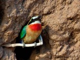 Whitefronted bee-eater 1