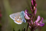 Adonis blue_9900