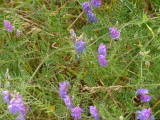 Vicia sepium