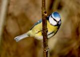 Blue tit 8705