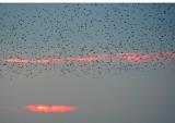 Starlings going to roost_8887