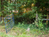 Old Mount Olivet Graveyard