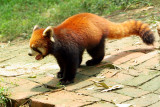 IMGP2482 Chengdu Panda Institute.JPG