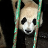 IMGP2510 Chengdu Panda Institute.JPG