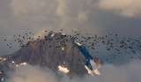 the birds