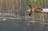 american widgeon 