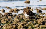 blk turnstone