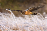 Northern Harrier in flight