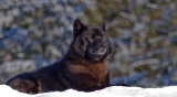 Romeo in the sun 7-4070 800.jpg