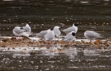 bonaparts gull 800.jpg