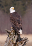 Eagle on stump 800.jpg