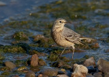 unknown shore bird small-7646 800.jpg