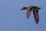 green wing teal