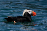 tufted puffin-0715 800.jpg