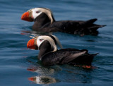 tufted puffin-0721 800.jpg