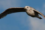 california gull-0986 800.jpg