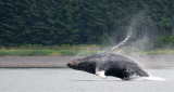 breach in July