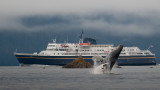taku whale 800-0255.jpg