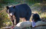 black bear and cub-2.jpg