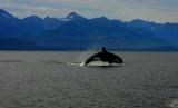 Killer whale chasing salmon