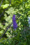 Blue Flower