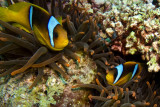 Nemo-2