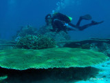 Coral mesa - 1