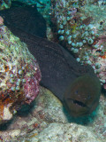 Peppered Moray