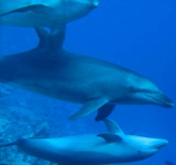 Golfinhos