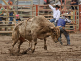 Bull Riding V